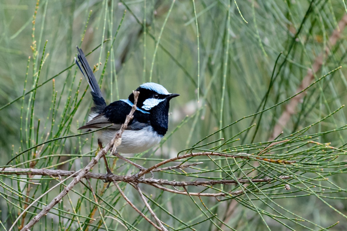 Superb Fairywren - ML638117745