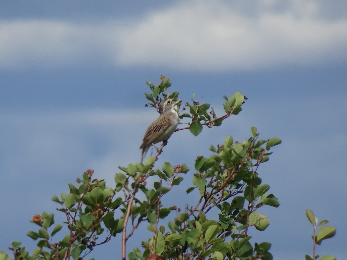 Dickcissel - ML638117746