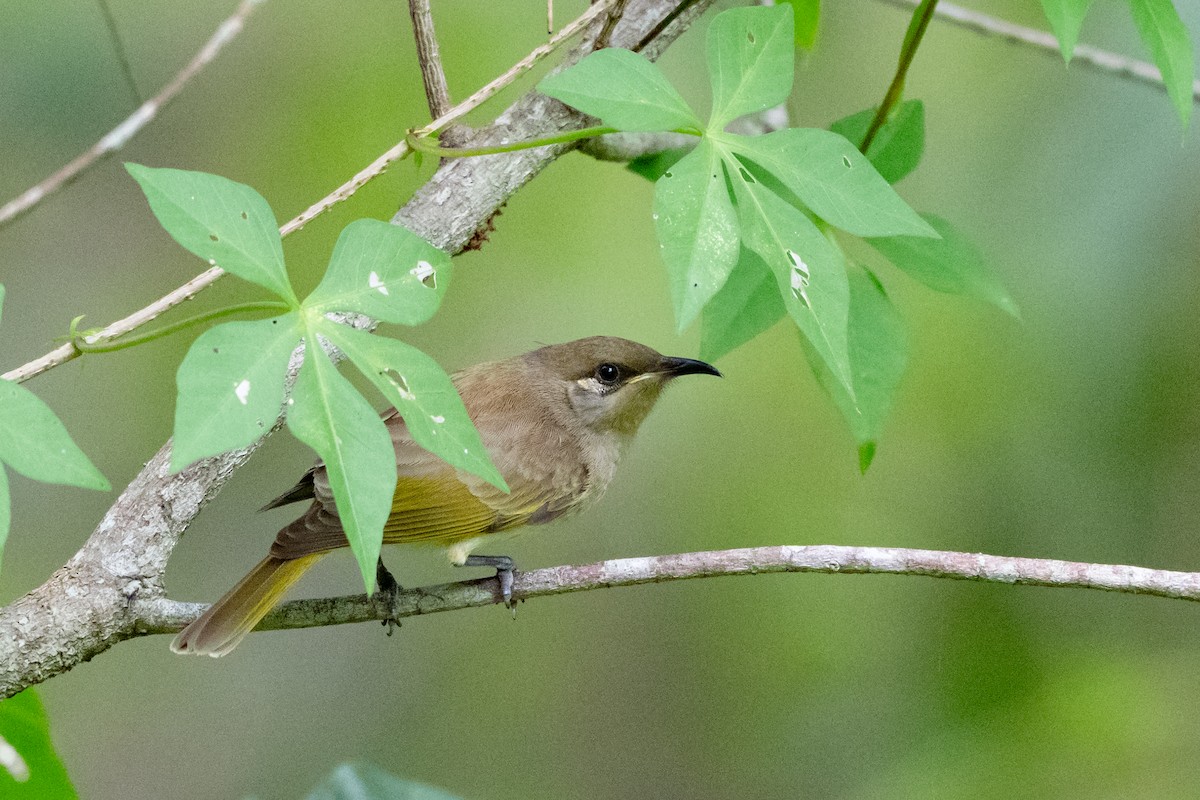 Brown Honeyeater - ML638117752