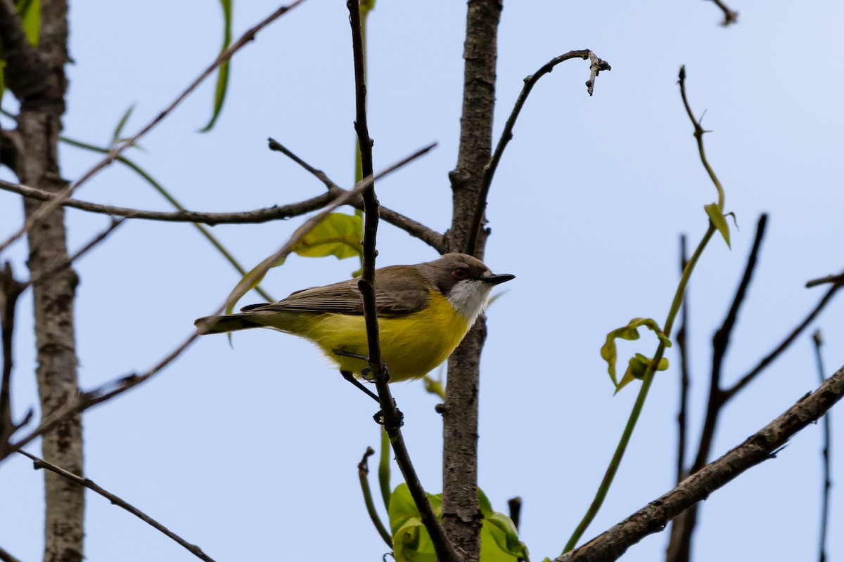 White-throated Gerygone - ML638117767
