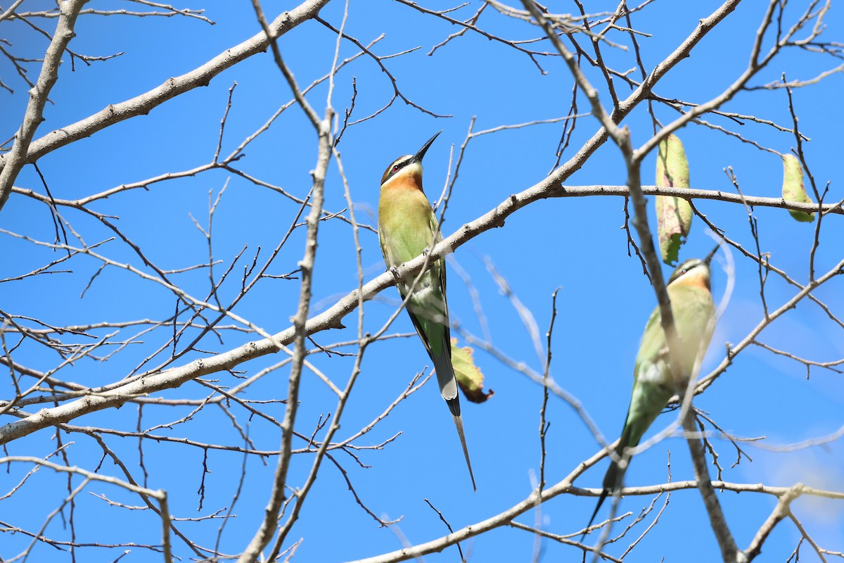 Olive Bee-eater - ML638117772