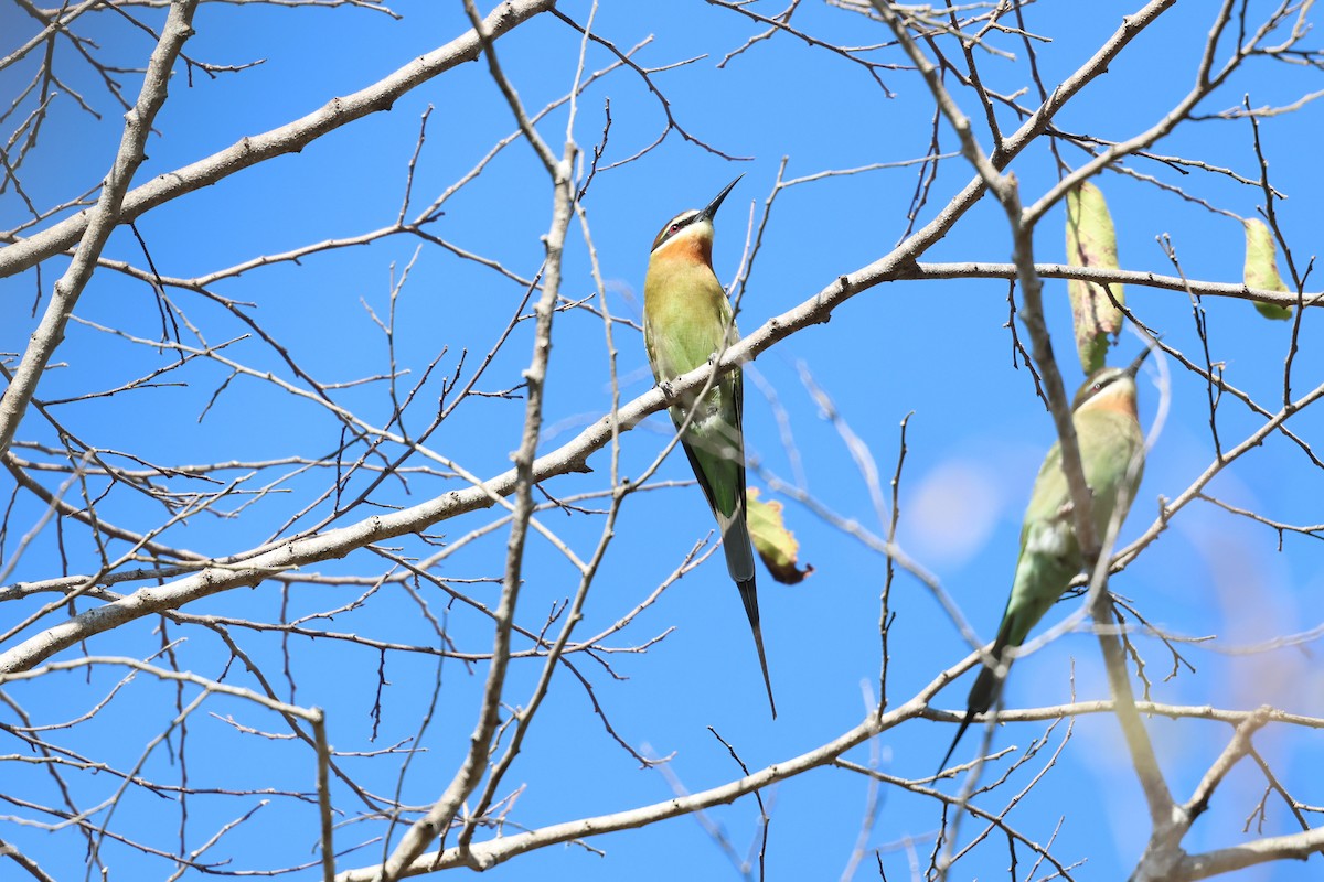 Olive Bee-eater - ML638117777