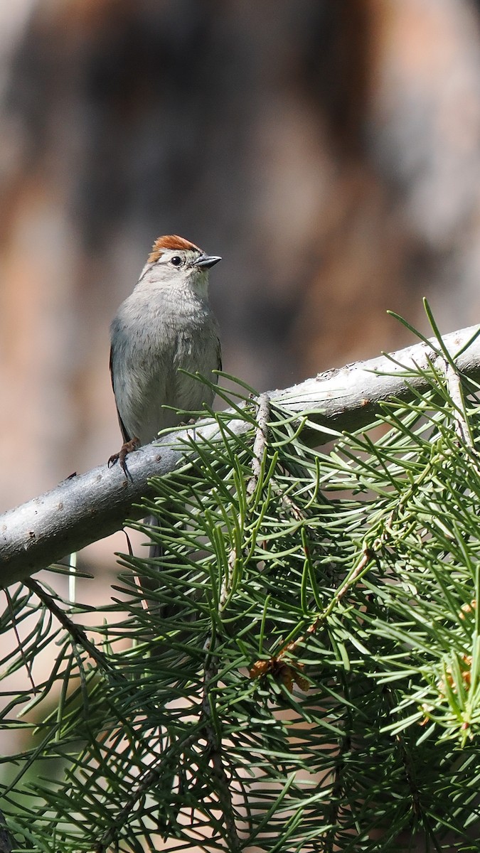 Chipping Sparrow - ML638117780