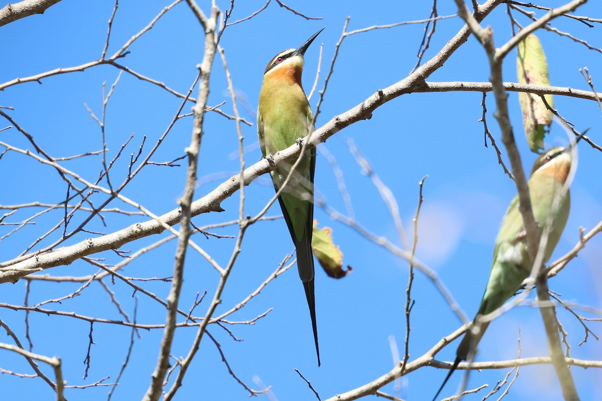 Olive Bee-eater - ML638117781