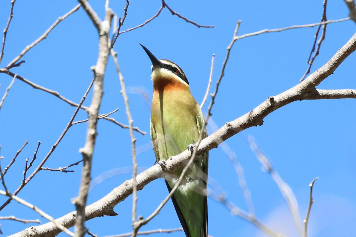 Olive Bee-eater - ML638117786
