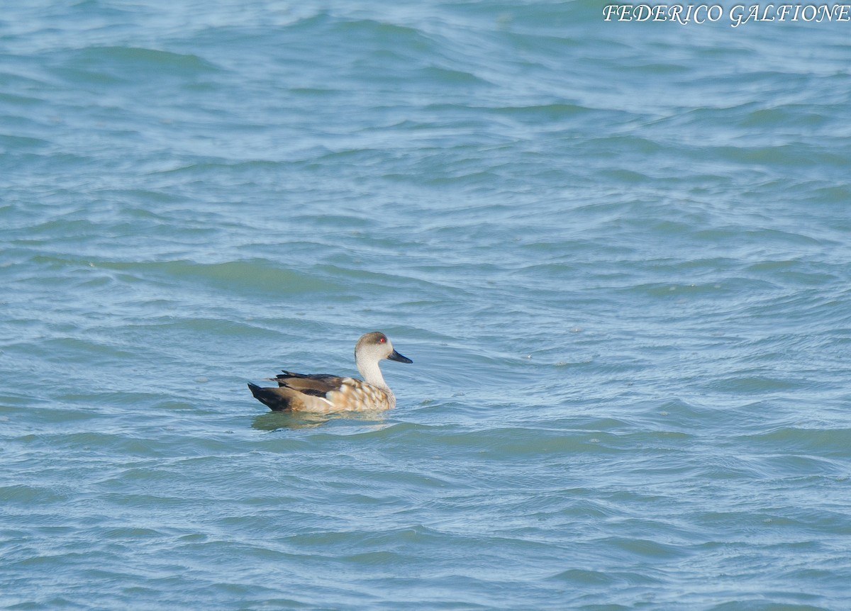Crested Duck - ML638117788