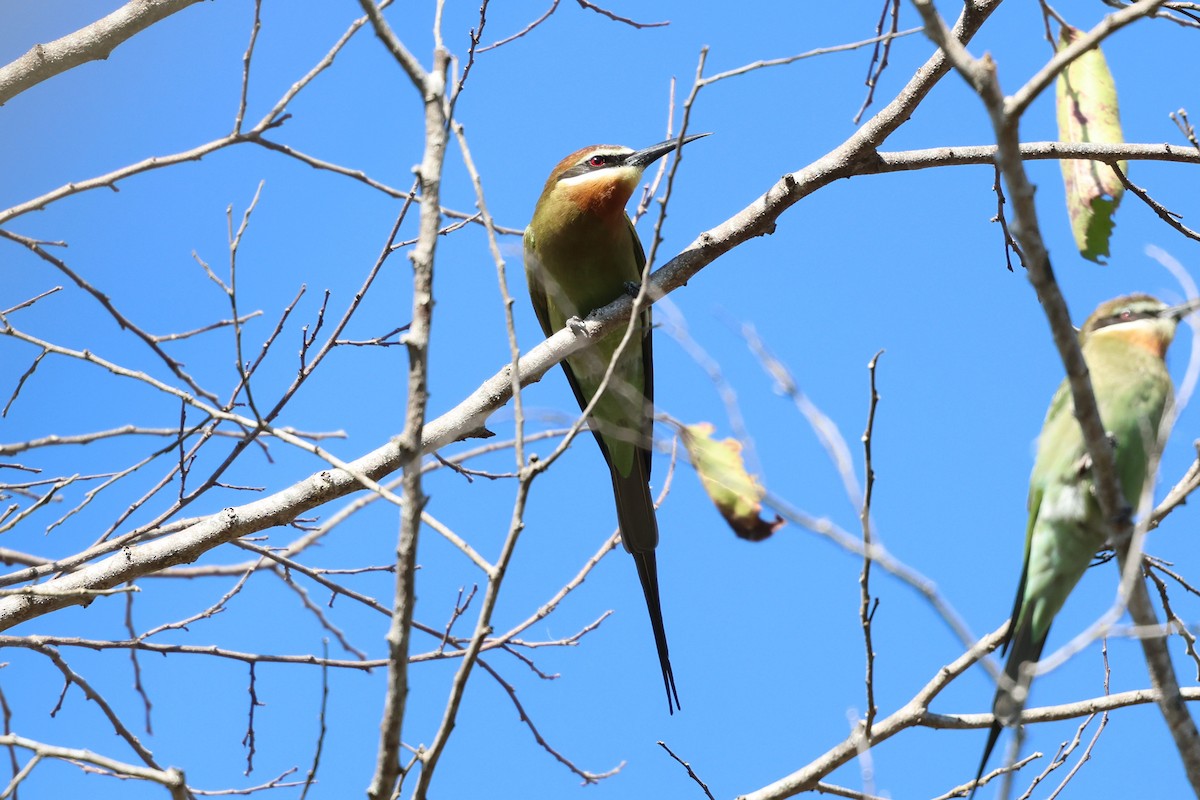 Olive Bee-eater - ML638117789