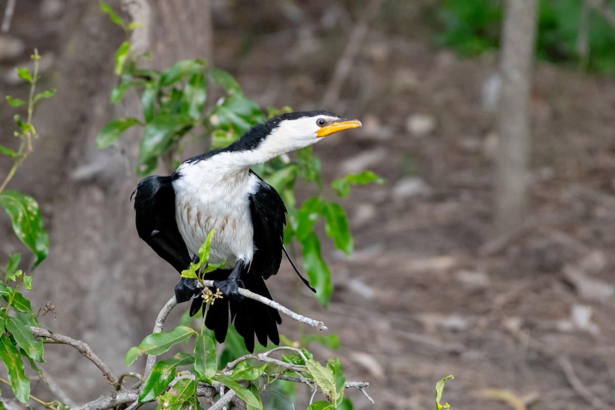 Little Pied Cormorant - ML638117793