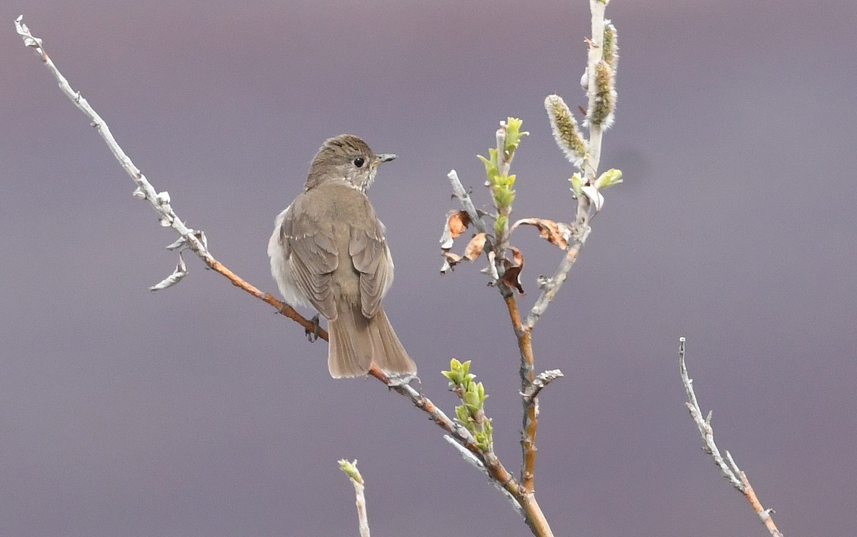 Grauwangen-Musendrossel - ML638117794