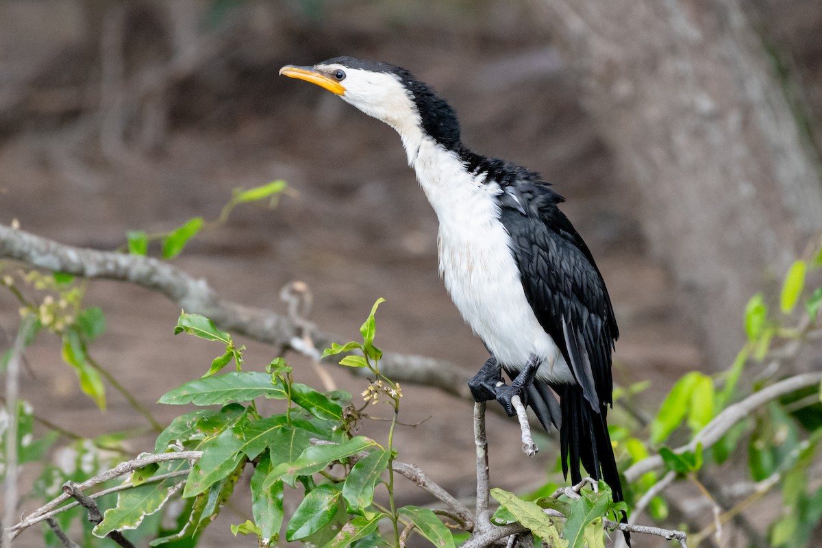 Little Pied Cormorant - ML638117799