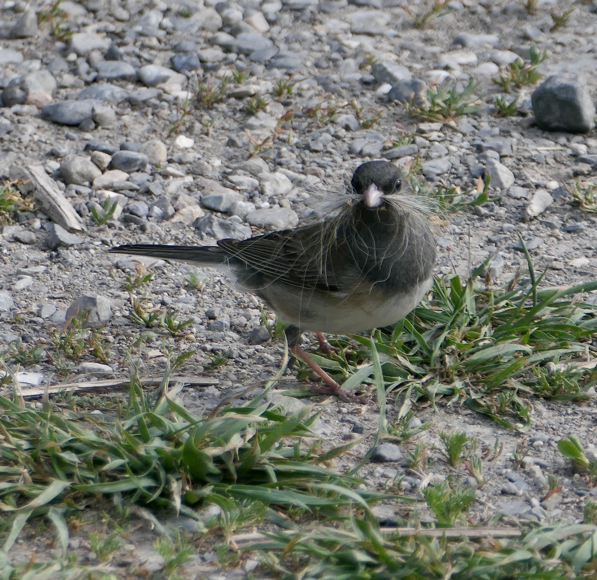 Junco ardoisé - ML638117801