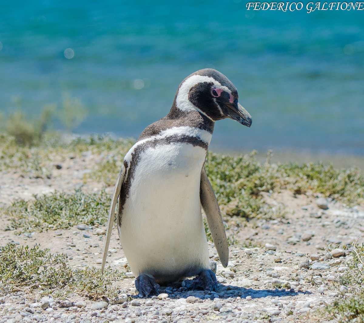 Magellanpinguin - ML638117813