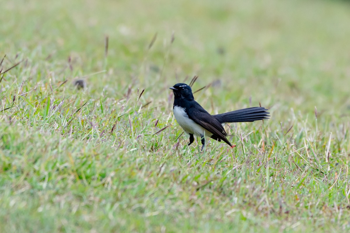 Willie-wagtail - ML638117816