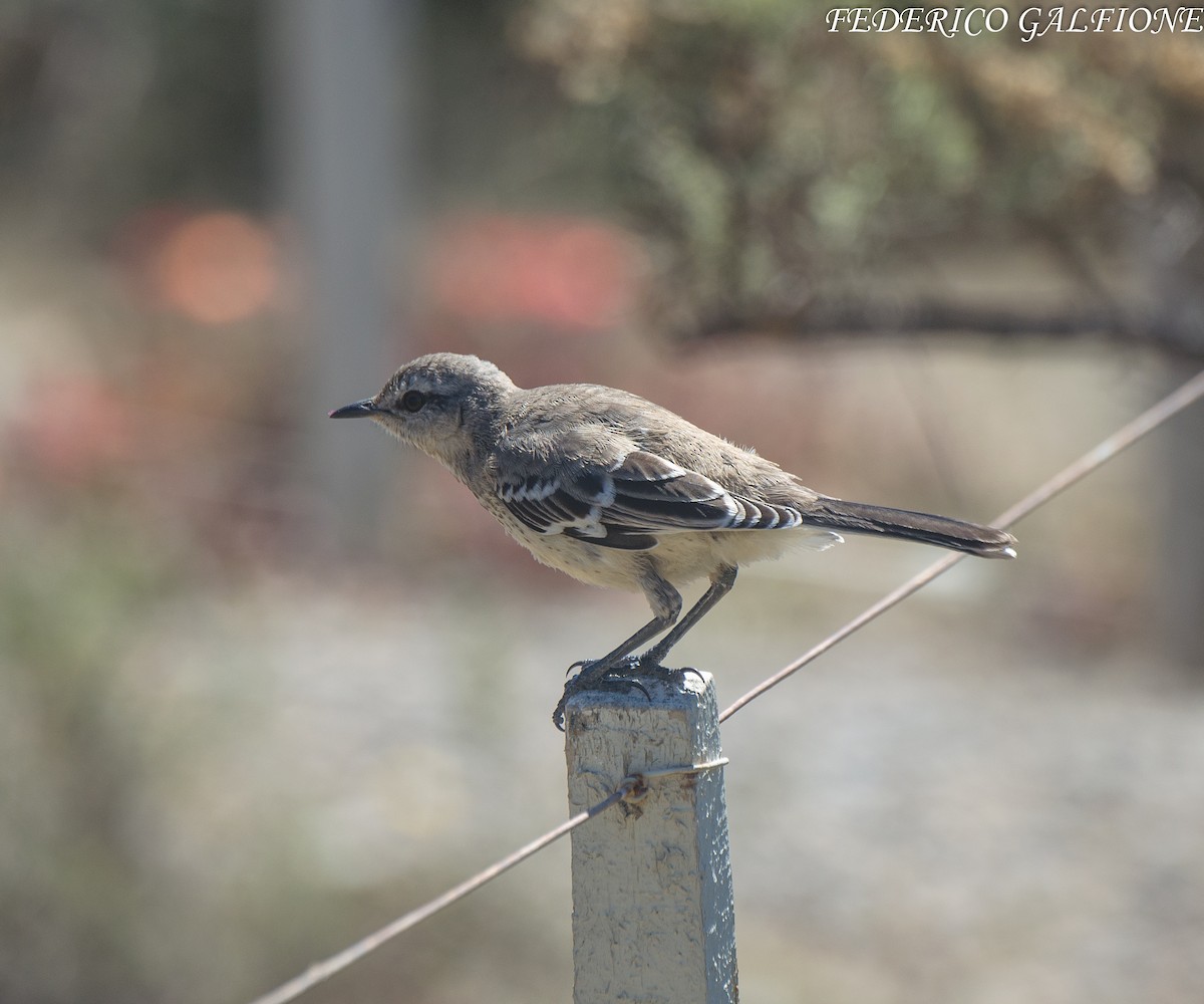 Patagonian Mockingbird - ML638117841
