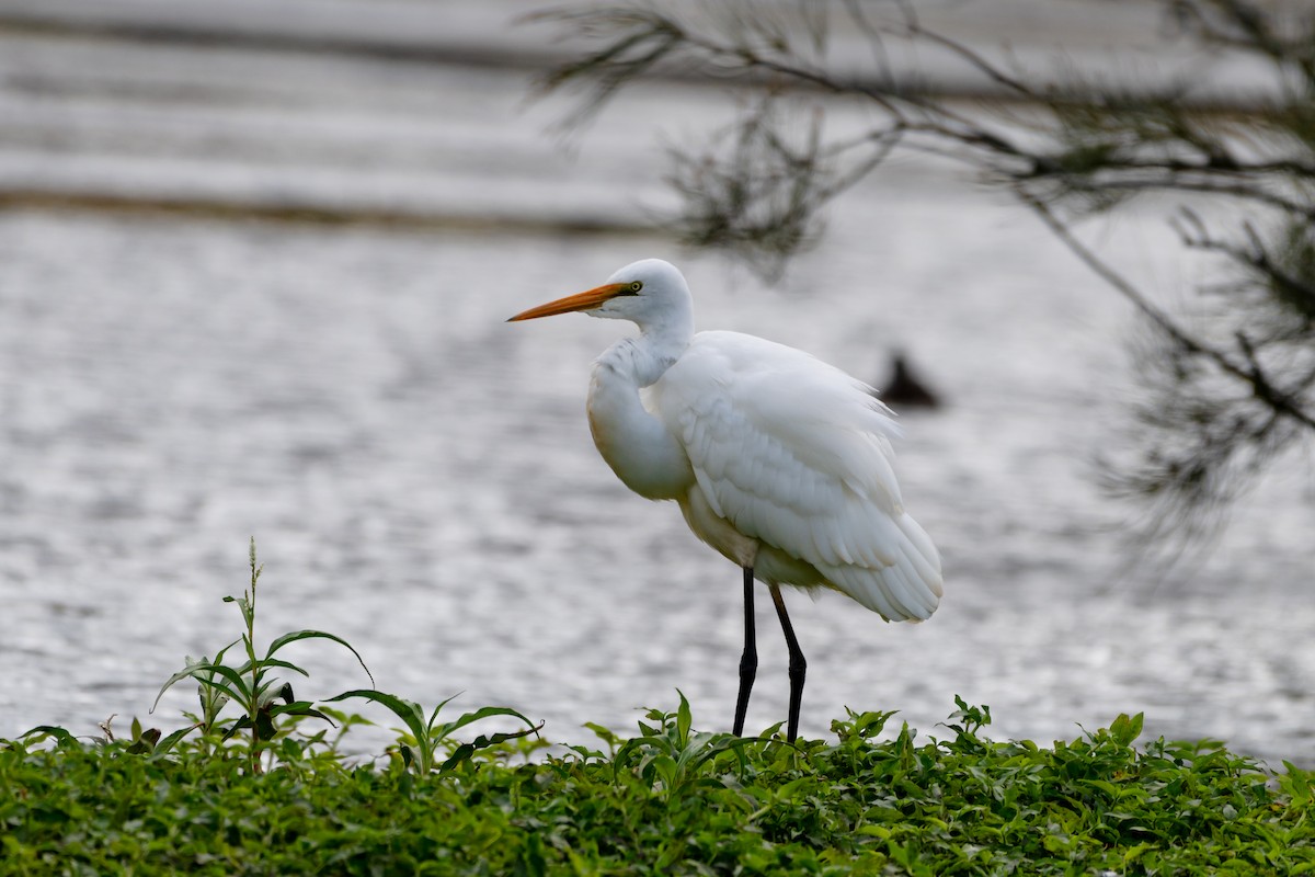Great Egret - ML638117886