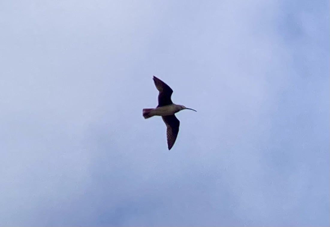 Bristle-thighed Curlew - ML638117914