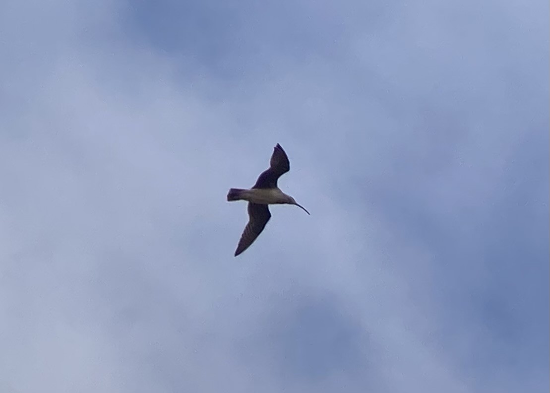 Bristle-thighed Curlew - ML638117935