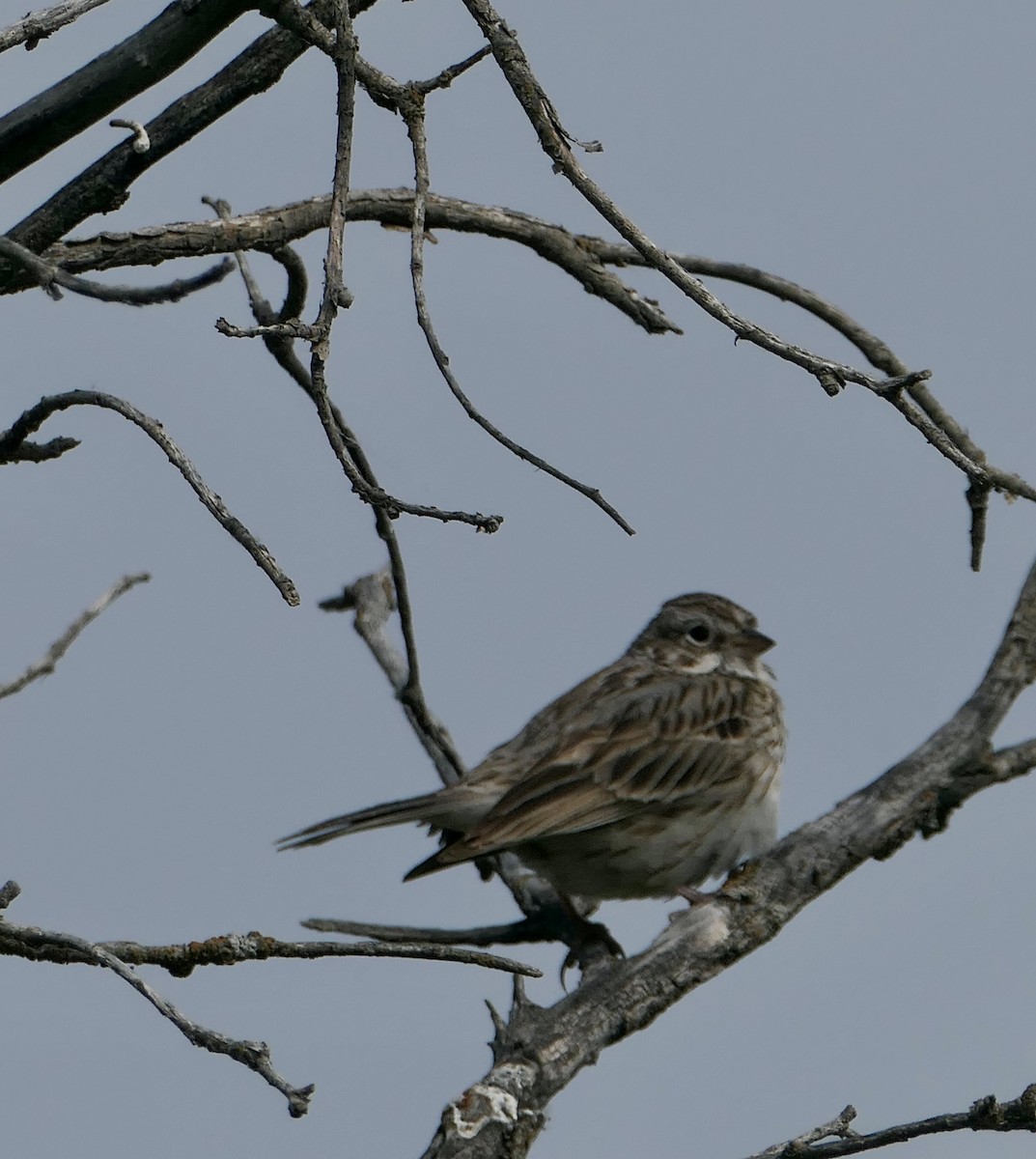 Vesper Sparrow - ML638118018