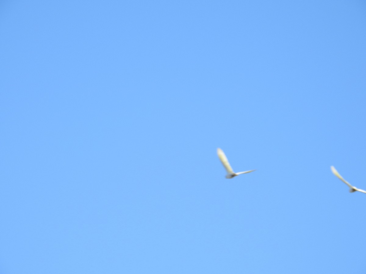 Little Corella - ML638118054