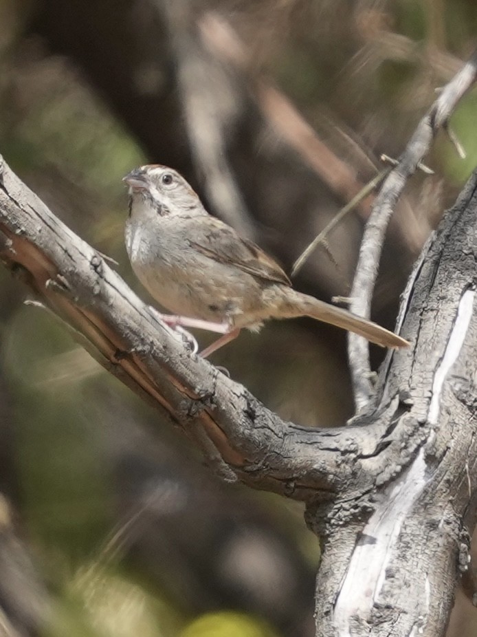 Rufous-crowned Sparrow - ML638118074