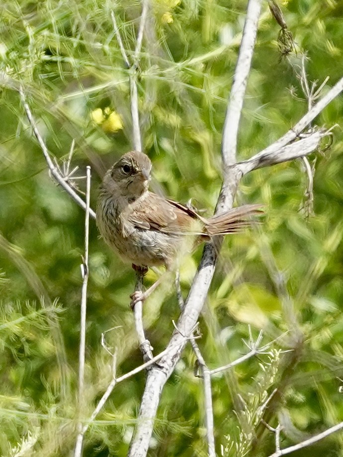 Rufous-crowned Sparrow - ML638118077