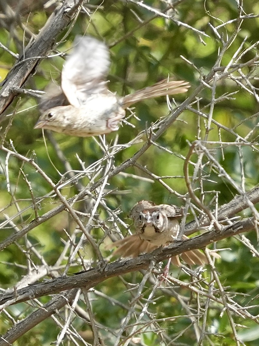 Rufous-crowned Sparrow - ML638118078