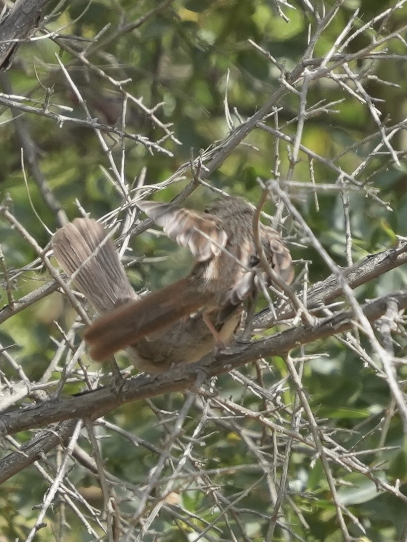 Rufous-crowned Sparrow - ML638118079