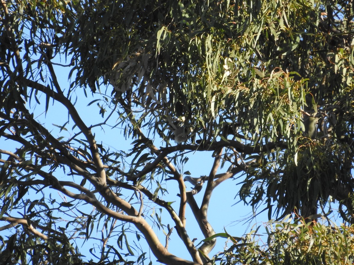 Noisy Miner - ML638118083