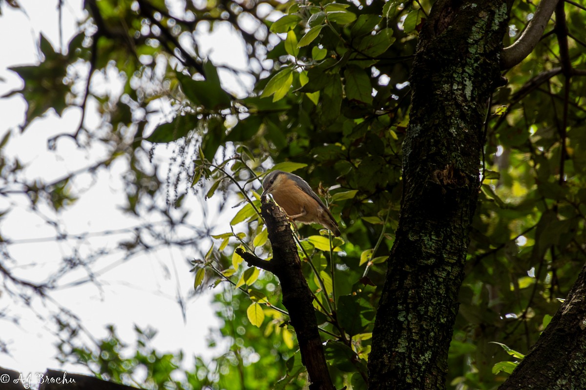 Garrapo eurasiarra - ML638118084
