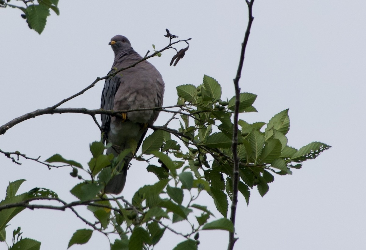 Band-tailed Pigeon - ML638118086