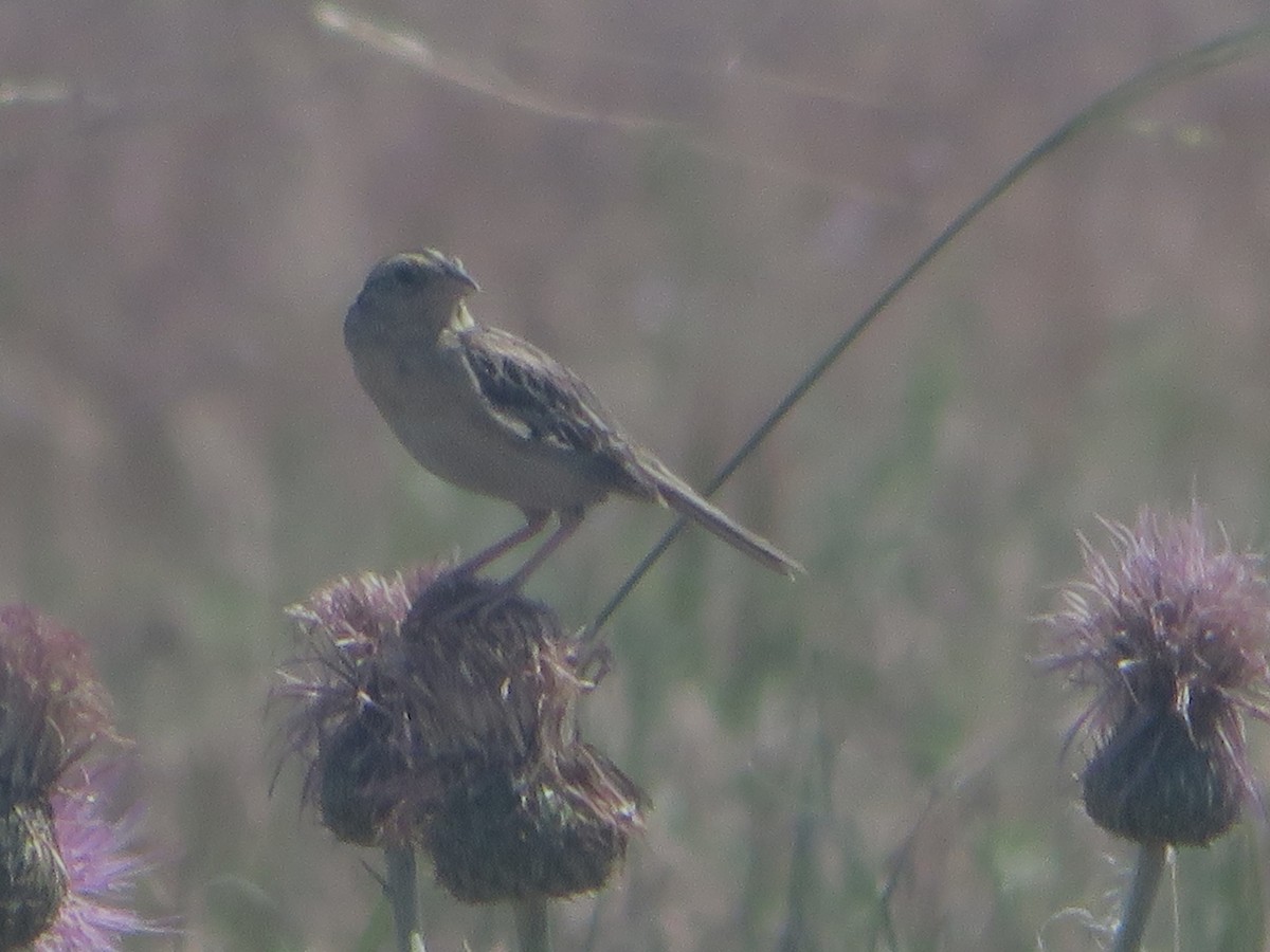 Grasshopper Sparrow - ML638118090