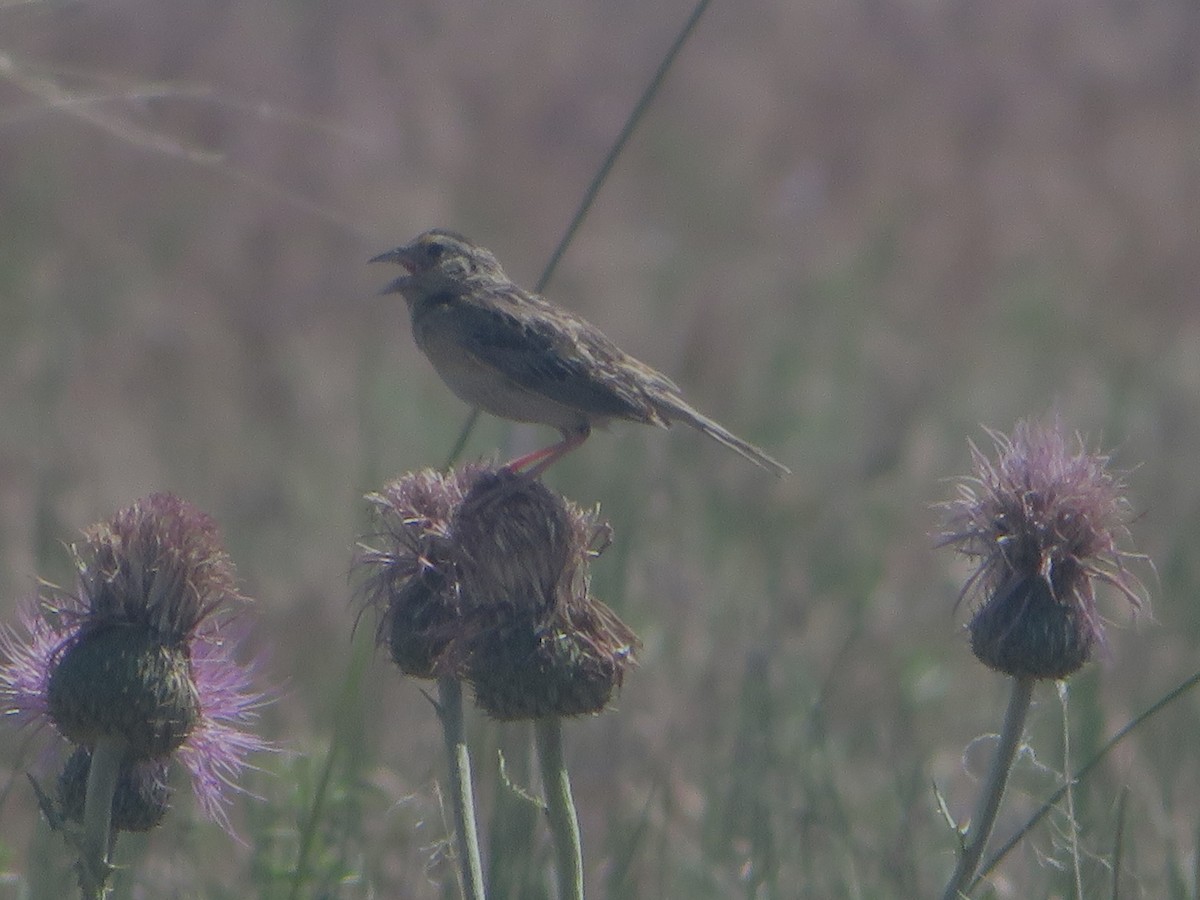 Grasshopper Sparrow - ML638118091