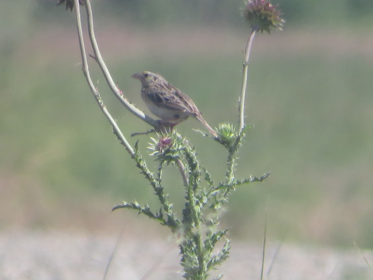 Grasshopper Sparrow - ML638118092
