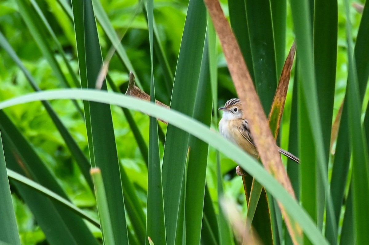 Golden-headed Cisticola - ML638118095