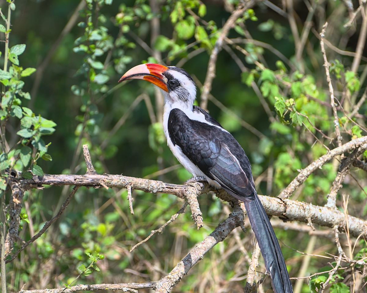Von der Decken's Hornbill - ML638118096