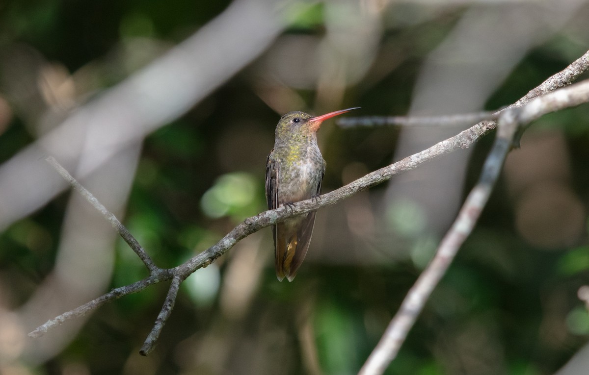 Gilded Hummingbird - ML638118099