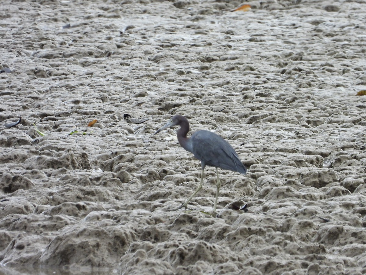 Little Blue Heron - ML638118101