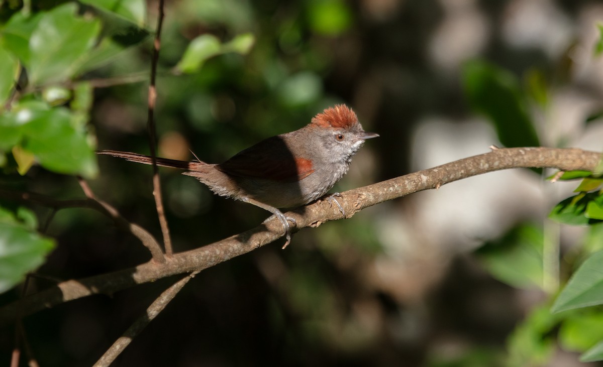 Sooty-fronted Spinetail - ML638118108
