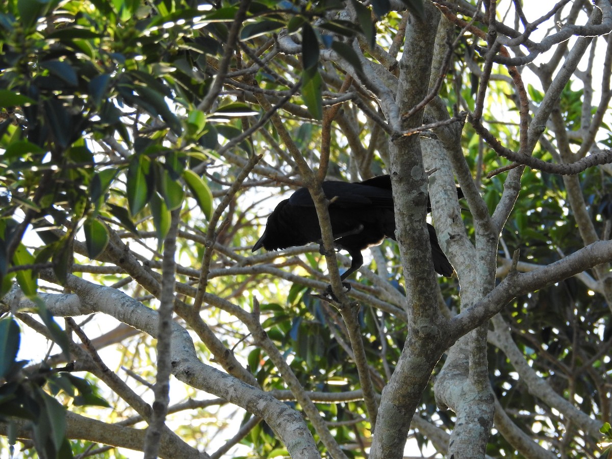 Torresian Crow - ML638118131