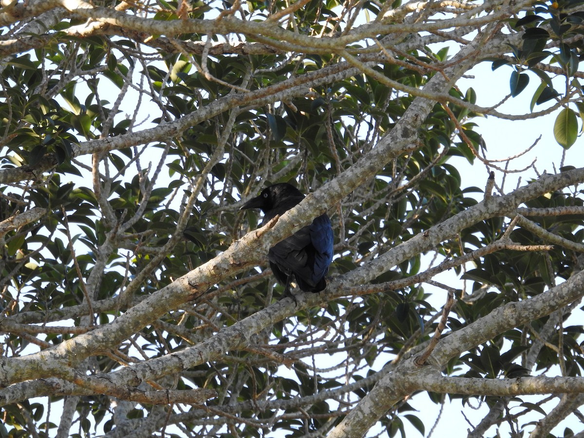 Torresian Crow - ML638118132