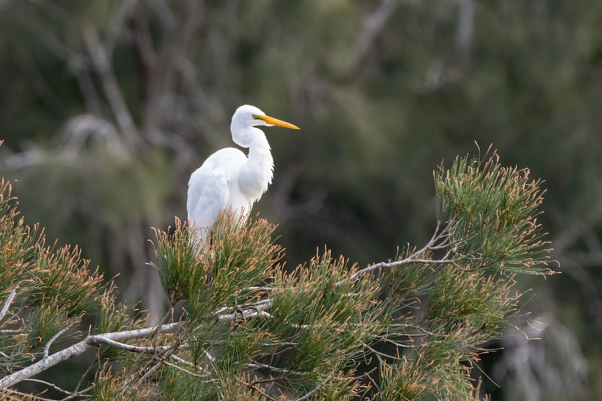 Great Egret - ML638118143