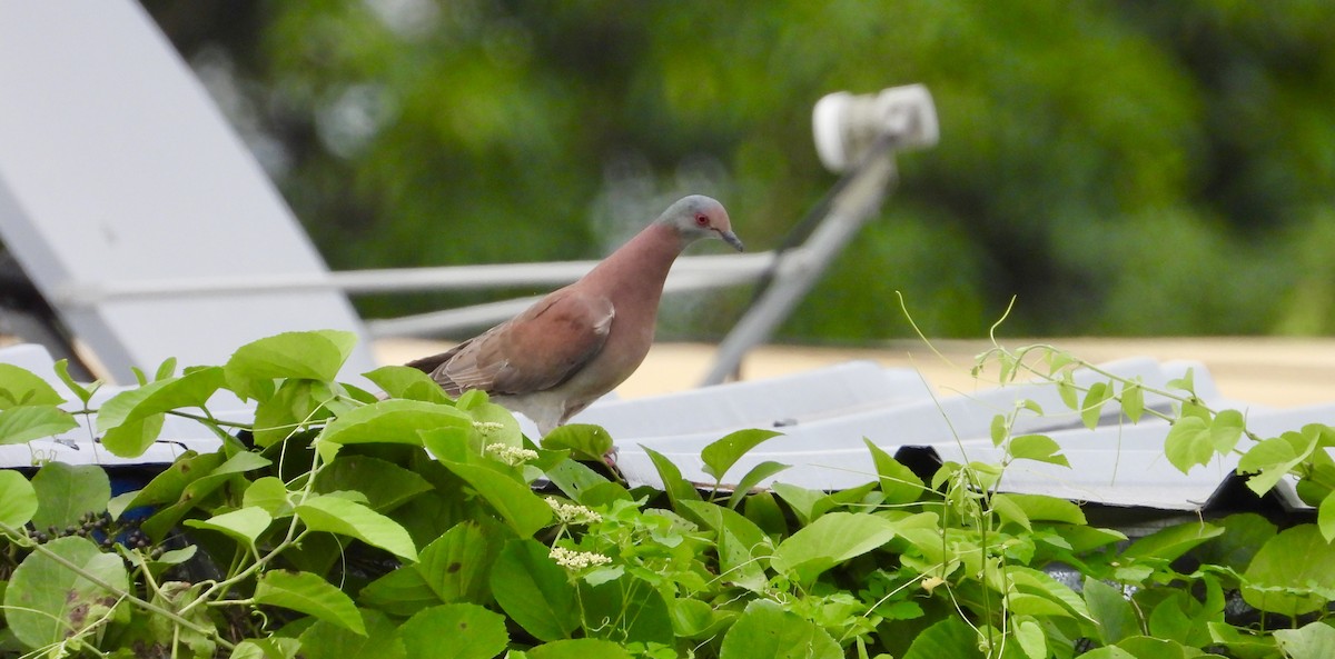 Pale-vented Pigeon - ML638118147