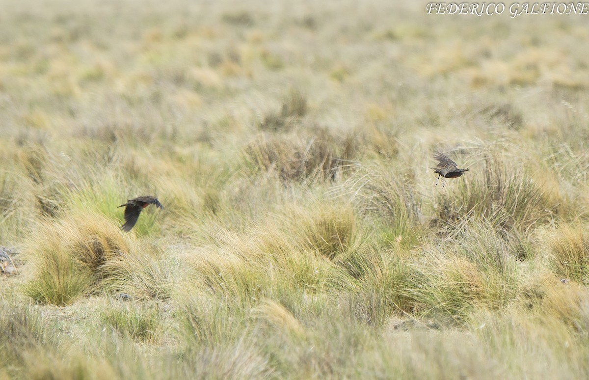 Pampas Meadowlark - ML638118151