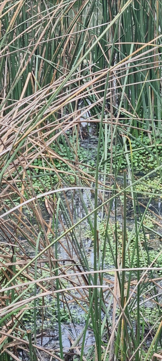 South American Painted-Snipe - ML638118163