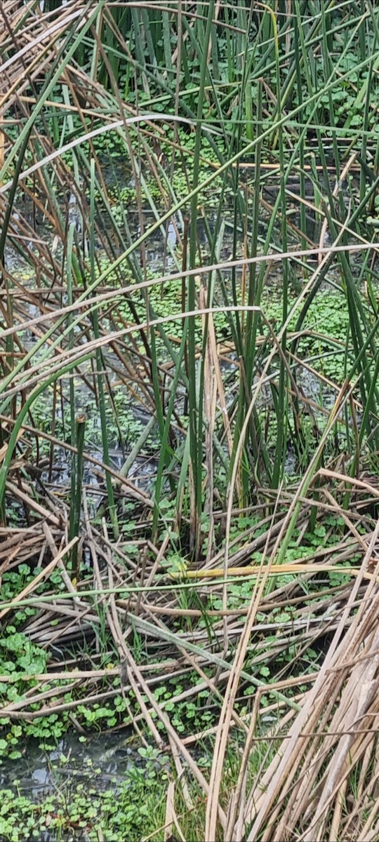 South American Painted-Snipe - ML638118164