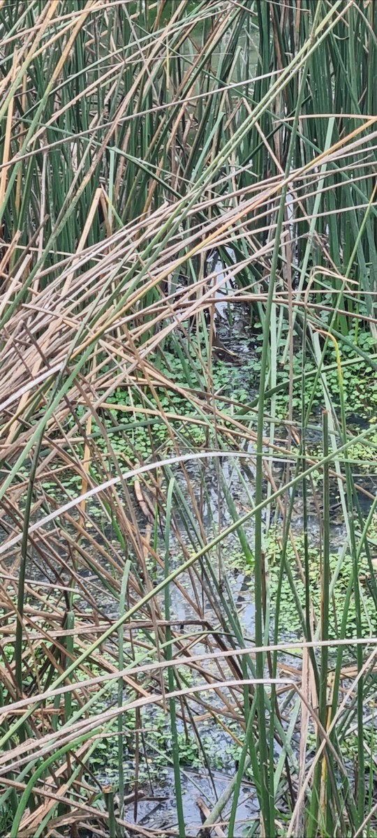 South American Painted-Snipe - ML638118165