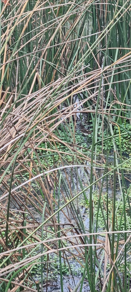 South American Painted-Snipe - ML638118166