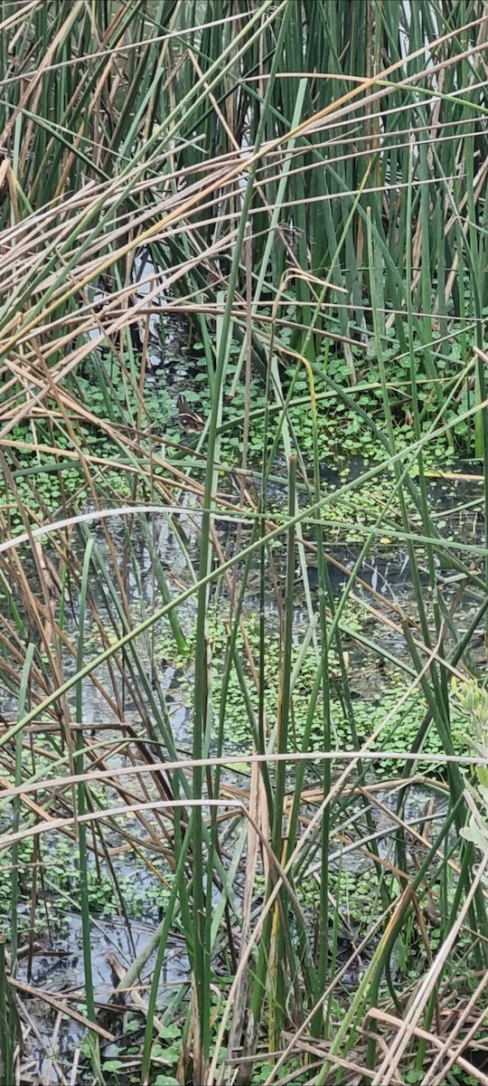 South American Painted-Snipe - ML638118167