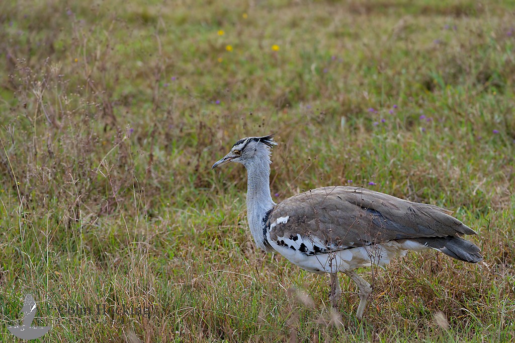 Kori Bustard - ML638118220