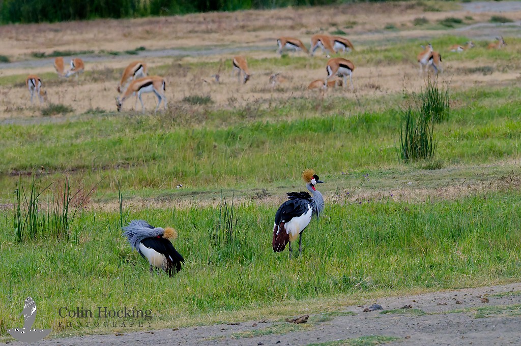 Gray Crowned-Crane - ML638118225